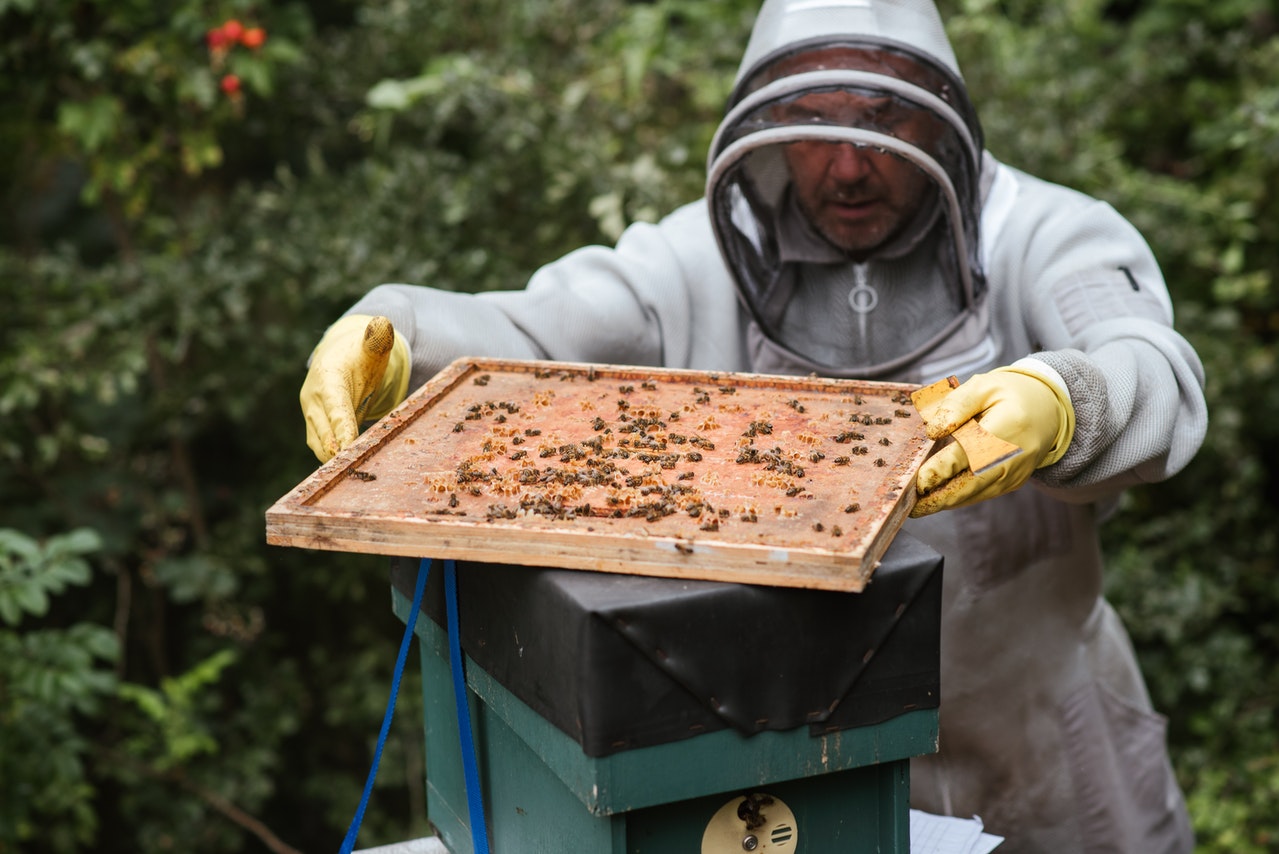 Peut-on installer une ruche dans les espaces verts d’une entreprise ?